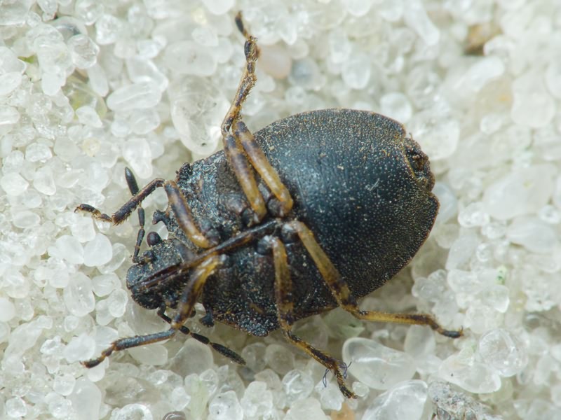 Podops (Podops) inunctus (Fabricius, 1775)